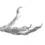 drawing by James Tafel Shuster